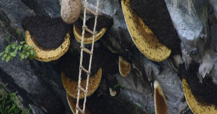 mad honey from nepal