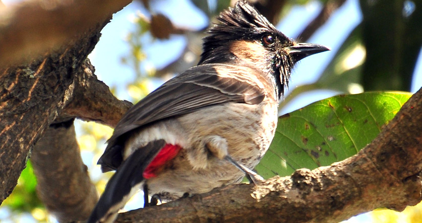 Bird watching tour in Nepal