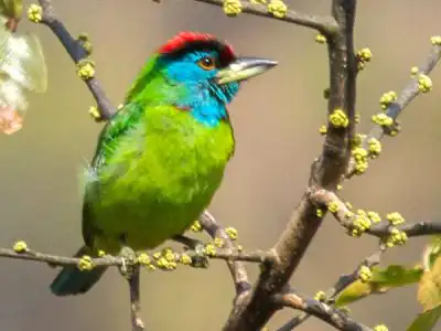 Tur pengamatan burung di Nepal