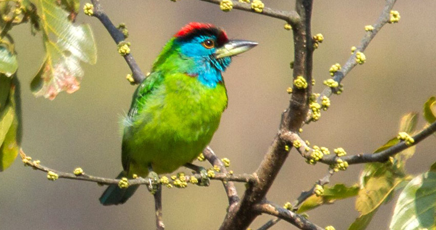 Bird watching tour in Nepal