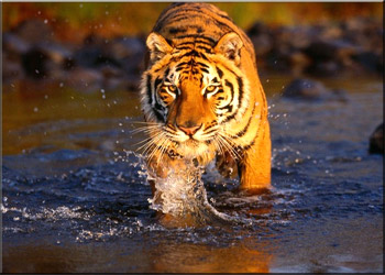 tiger tracking tour nepal