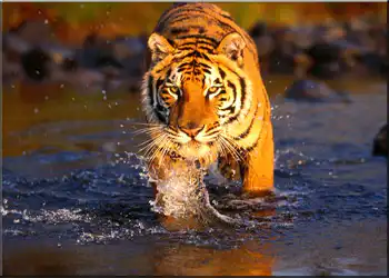 yo'lbarsni kuzatish safari Nepal
