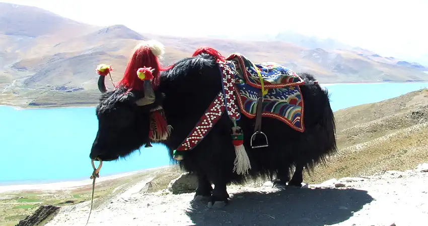 Tibet