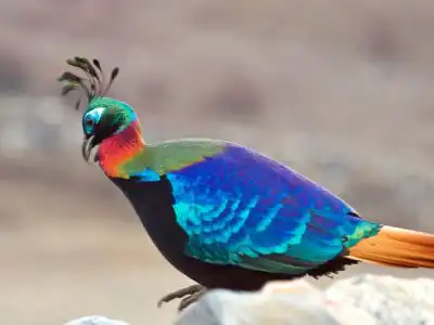burung nasional nepal