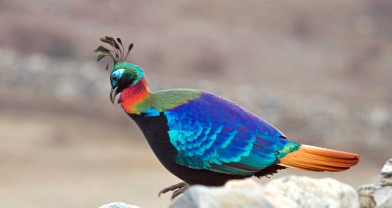 National Bird of Nepal, Danphe, Himalayan Monal, Largest Bird