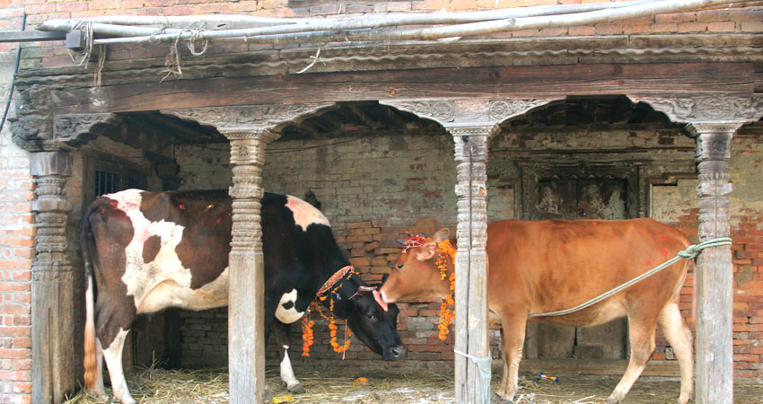 National Animal of Nepal, Cow - Some Interesting Facts