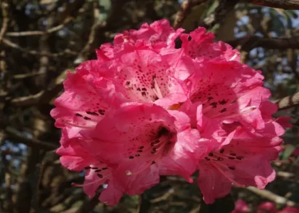 Flor nacional de Nepal