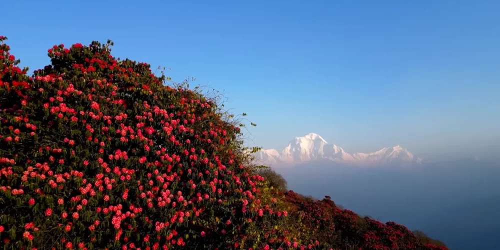 Beautiful rhododendron with mountain views from Ghorepani