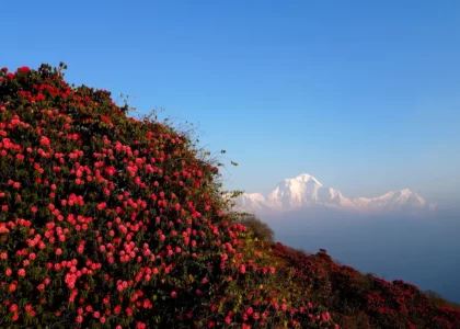 Beautiful rhododendron with mountain views from Ghorepani