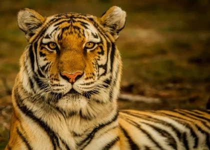 Bengal Tiger