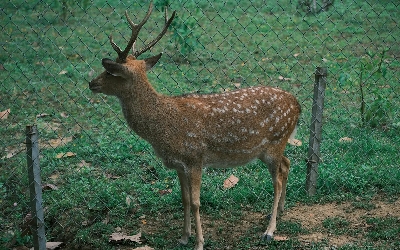 Shuklaphanta Wildlife Reserve