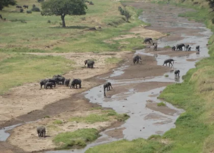 Tanzania Wildlife Safari