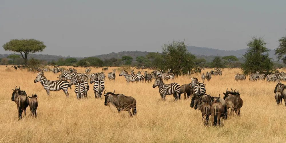 Wildlife Safari in Tanzania