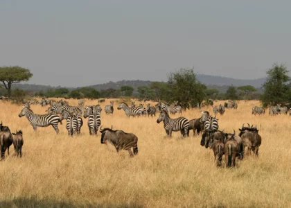 Wildlife Safari in Tanzania