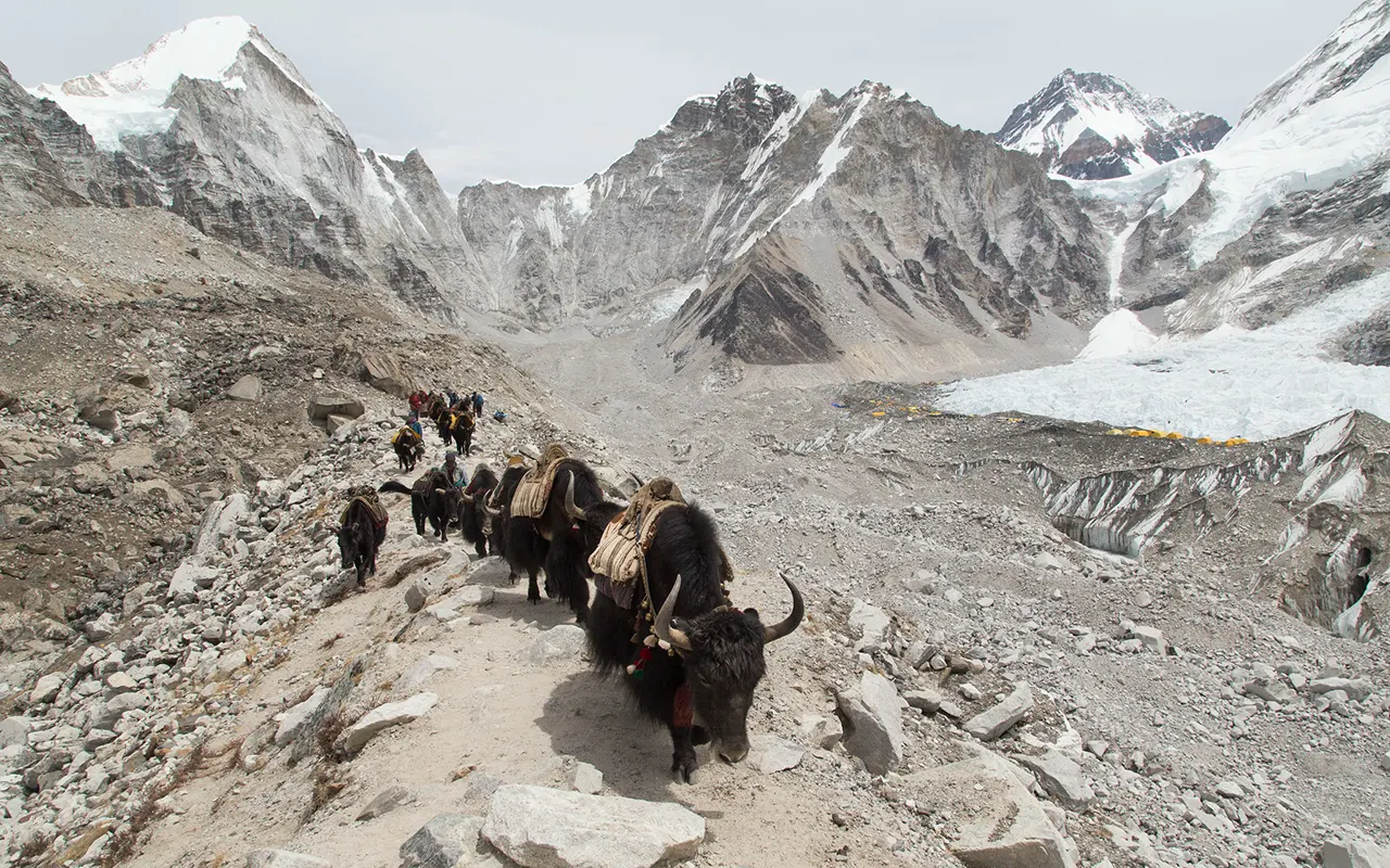 Sheep At Everest Base Camp
