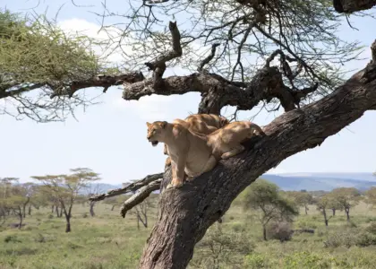 Serengeti Safari Tour in Tanzania